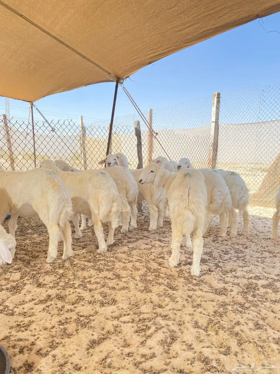 خرفان حريات 8