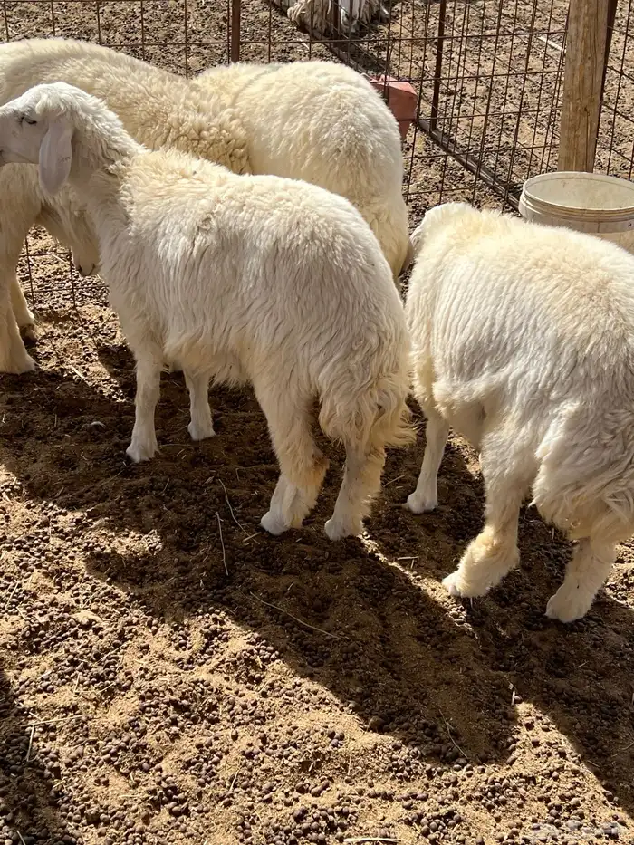 رخال حريات(( تممم البييع)) 3