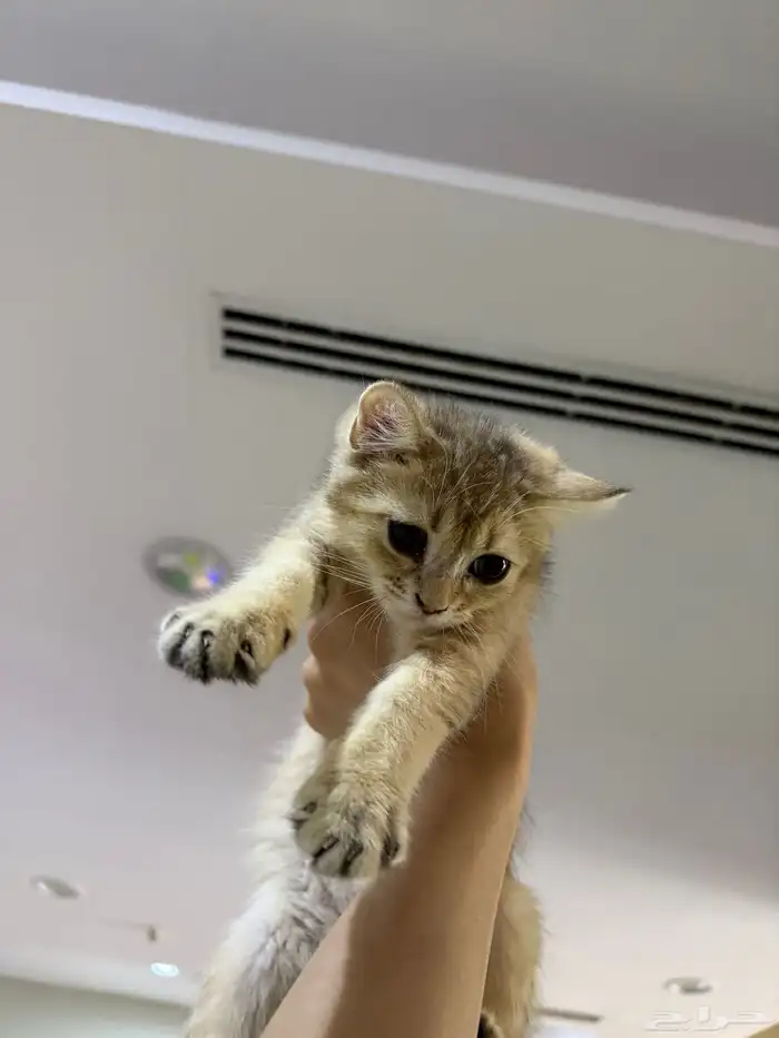 يوجد لدينا قطط للبيع 1