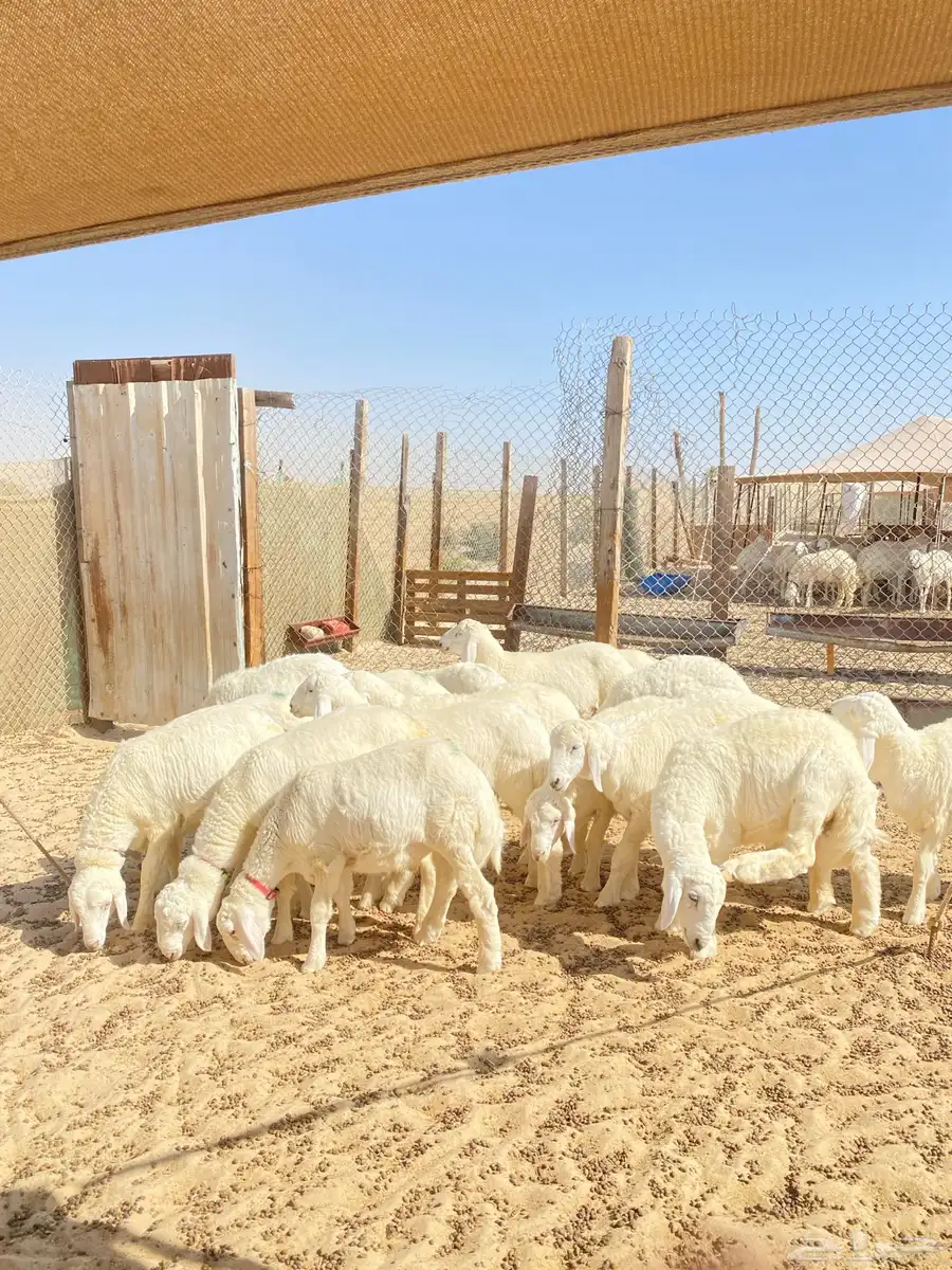 خرفان حريات 13