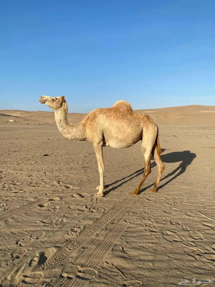 ناقه حره صافيه لقحه 0