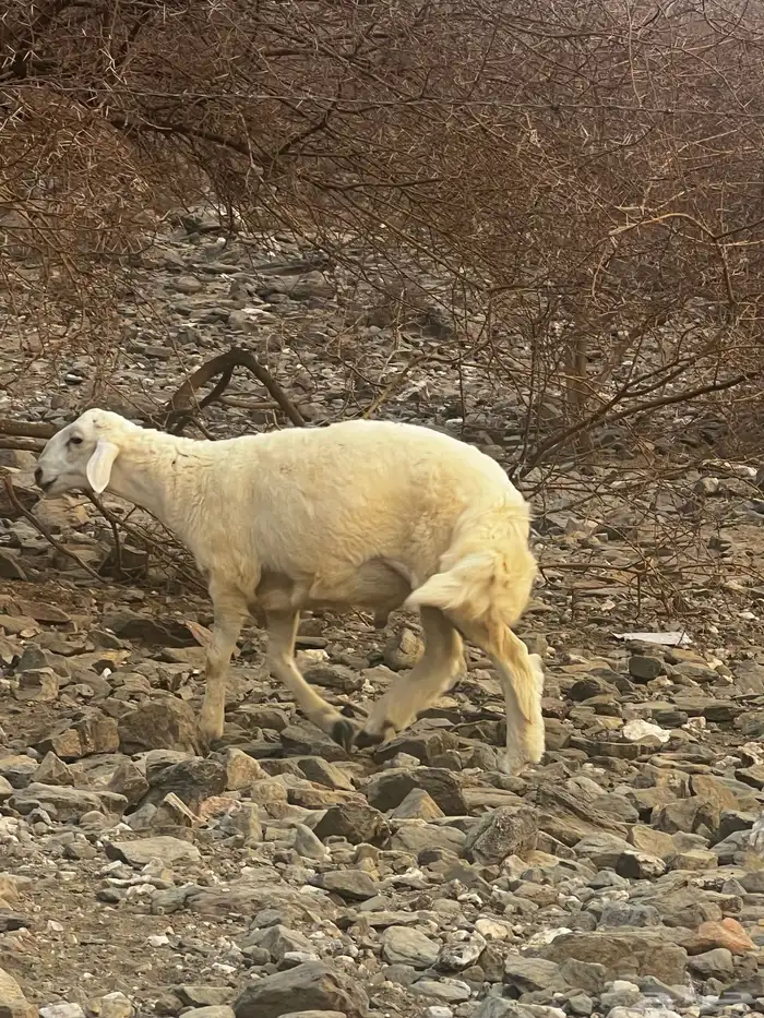 مشروع فحل ابوه حلال براك الدعدي 5
