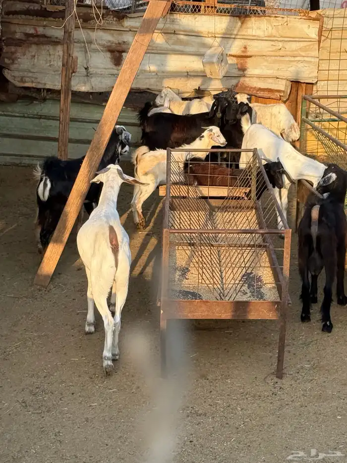 تدور ذبائح من حلال شايب ومن غنمه ومن مراحه ادخل 13