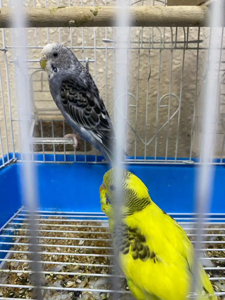 طير حب زواج 1