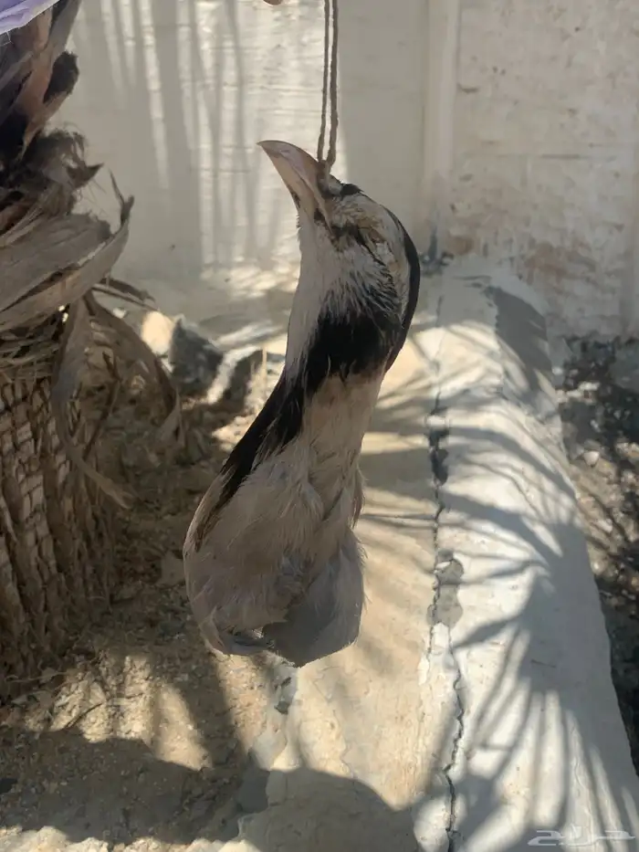 معراف للبيع 4