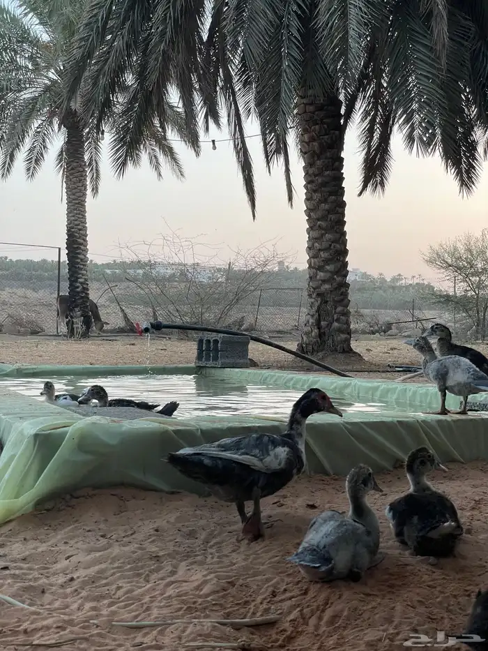 بط مصري (بح) ثلاث رجنات مع عيالهن 0