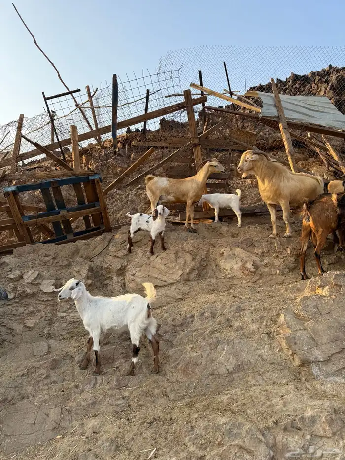 تدور ذبائح من حلال شايب ومن غنمه ومن مراحه ادخل 14