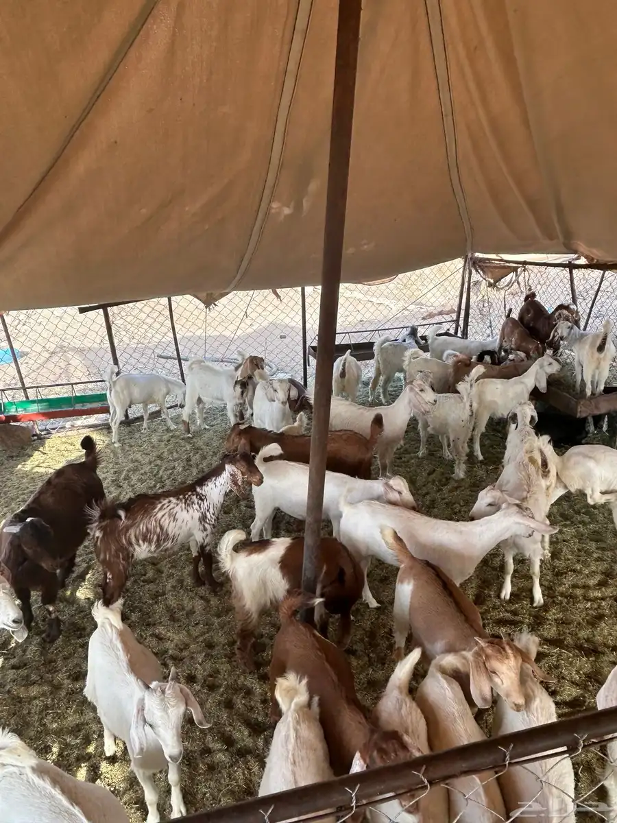 للبيع عرس العدد 85 0