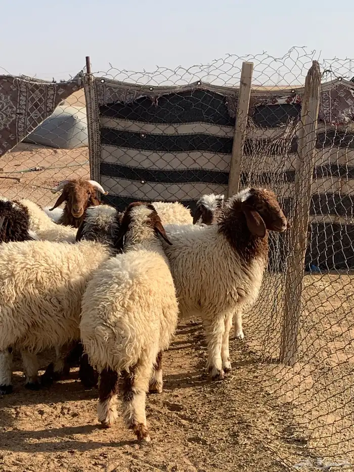 ذبايح وتمايم 5
