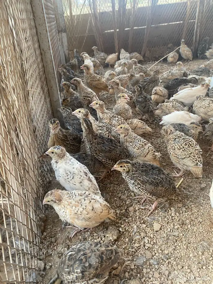 للبيع صوص سمان 1