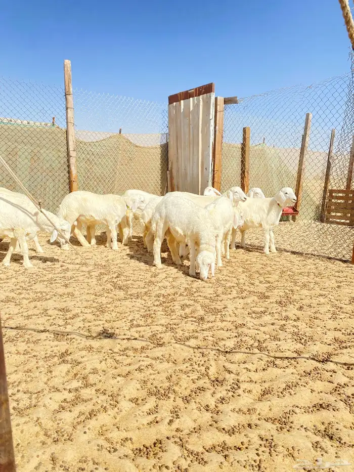 خرفان حريات 3