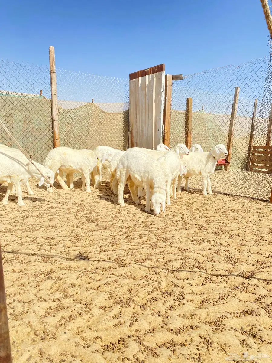 خرفان حريات 3