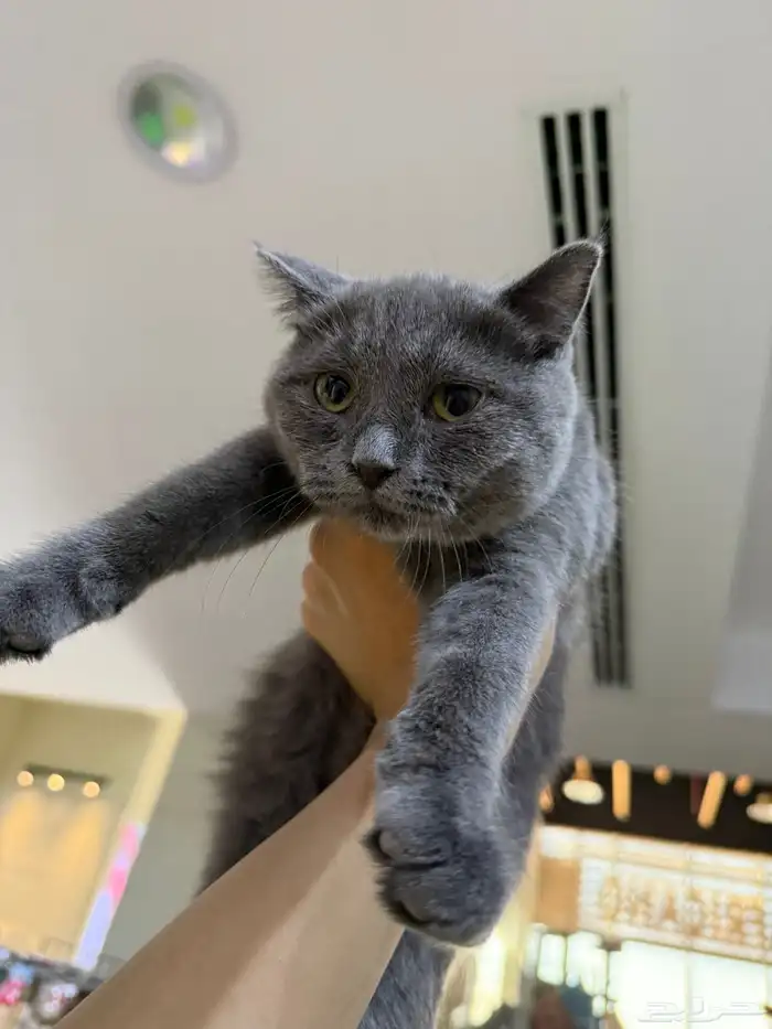 يوجد لدينا قطط للبيع 3