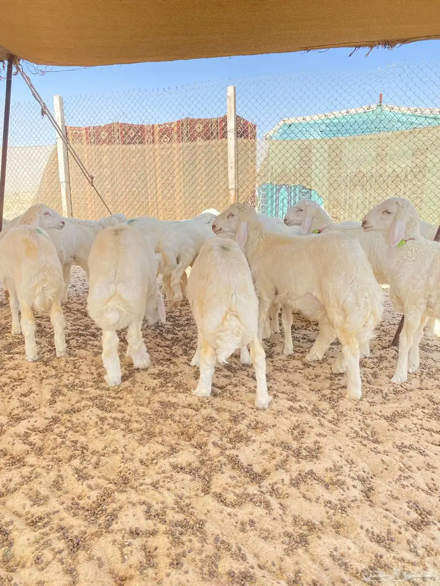 خرفان حريات 9