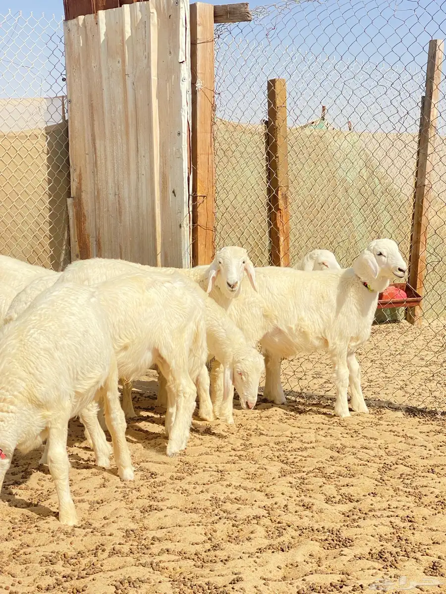 خرفان حريات 5
