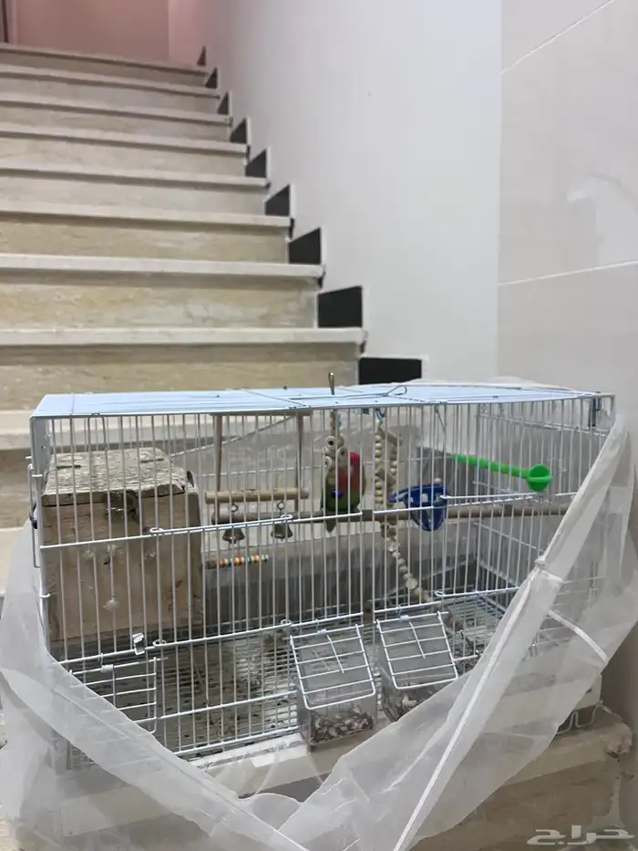 جوز روز موالف ومنتج 7