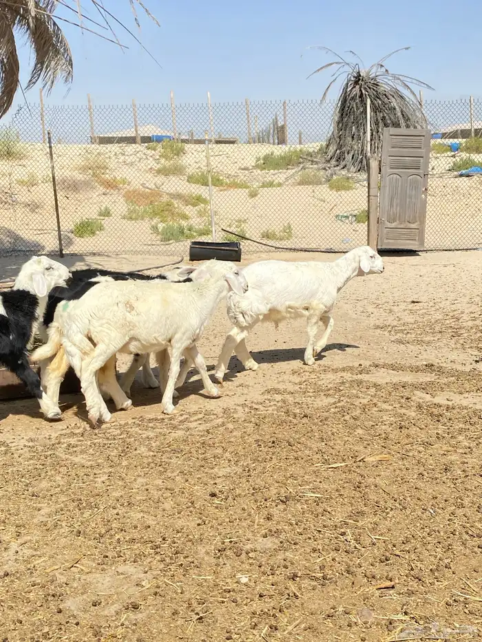 خرفان و رخال نجد و حريات ( تم البيع ) 8