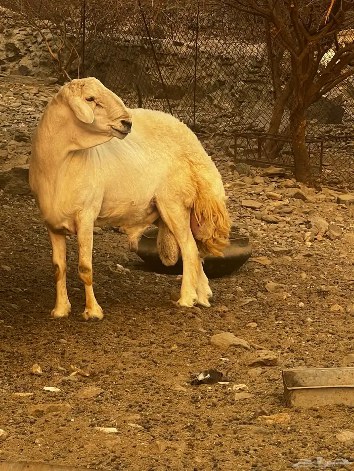 مشروع فحل ابوه حلال براك الدعدي 2
