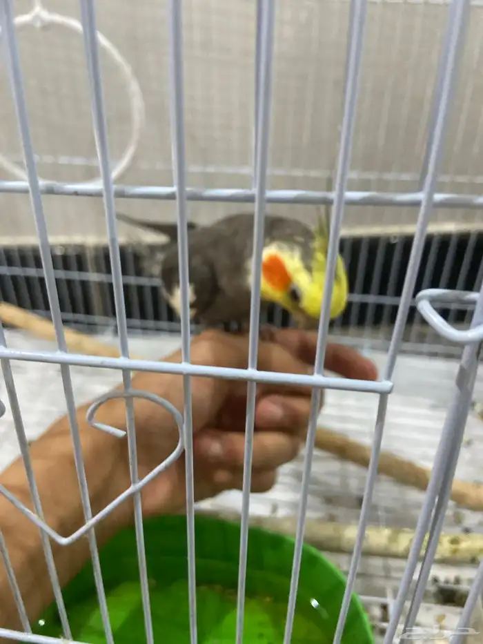 طير كروان ذكر متكلم عنده ثلاث كلمات علا السوم 1