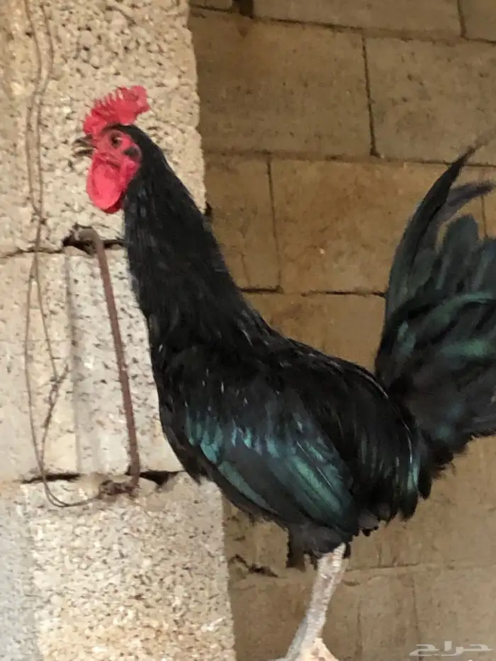 دجاج 0