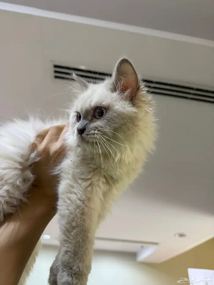 يوجد لدينا قطط للبيع 5