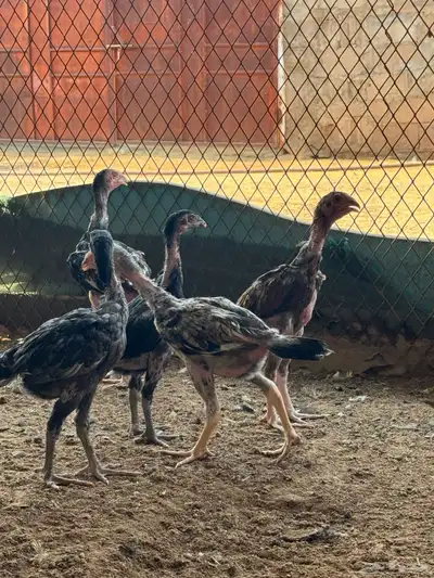 فروخ شامو للبيع 3