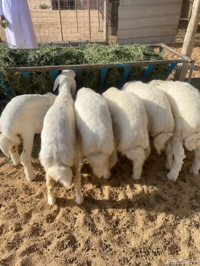 بهم كفو صنف نظيف على الشرط 1
