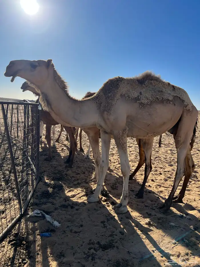 قعود اشقح حق يدخل جذع 1