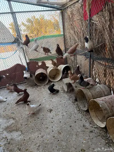 حمام 2