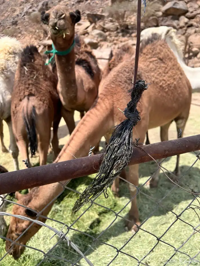 قعدان بلدي الزواجات ومناسبات 3