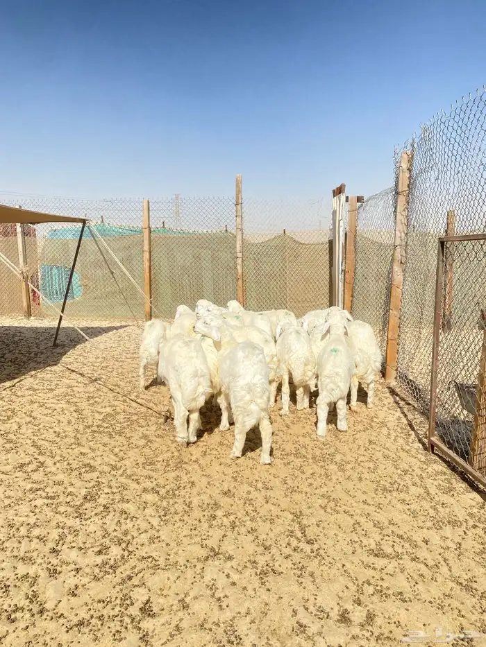خرفان حريات 12