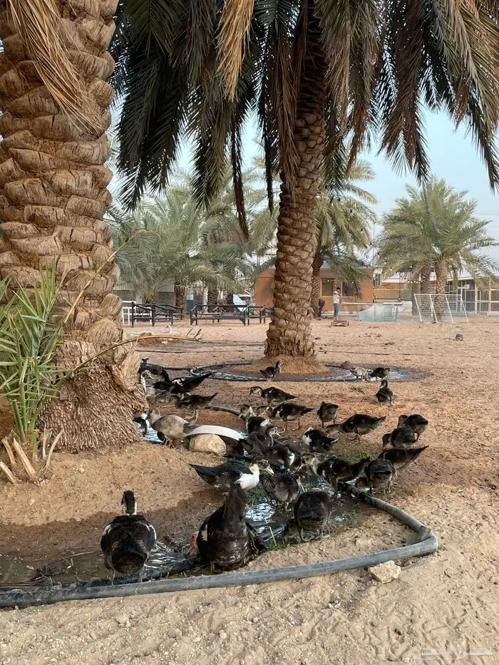 بط مصري (بح) ثلاث رجنات مع عيالهن 3