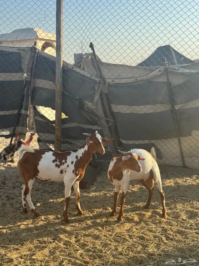 تيوس جنوبية 0