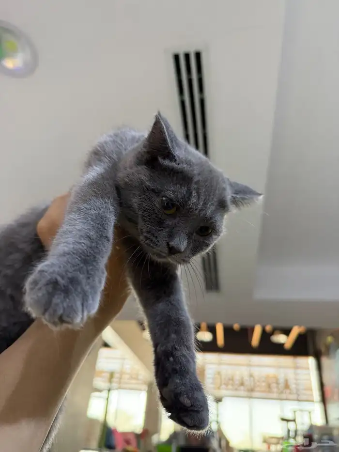 يوجد لدينا قطط للبيع 2