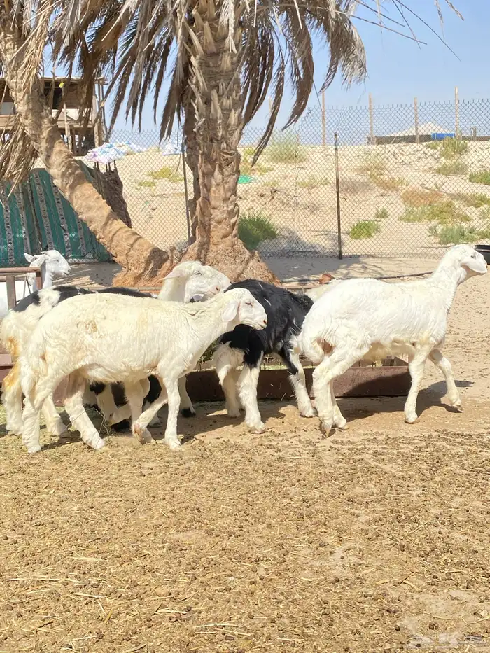 خرفان و رخال نجد و حريات ( تم البيع ) 3