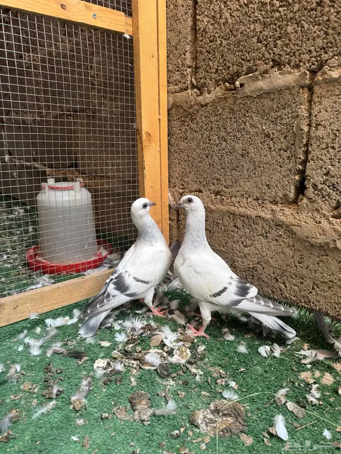 طبات بوز 0