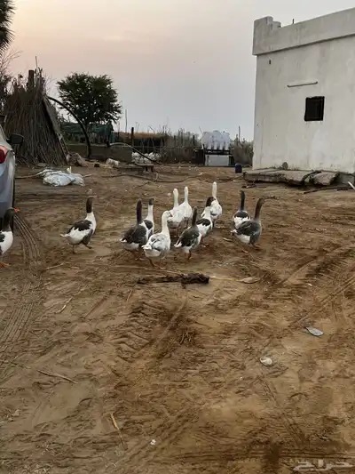 وز للبيع 1