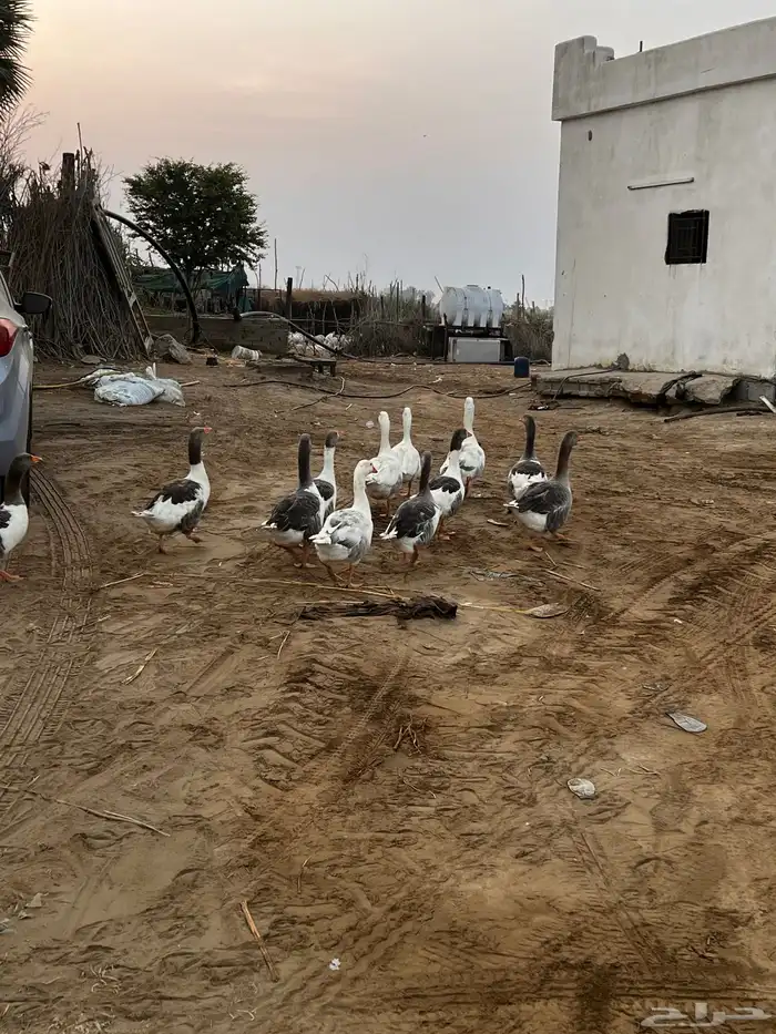 وز للبيع 1