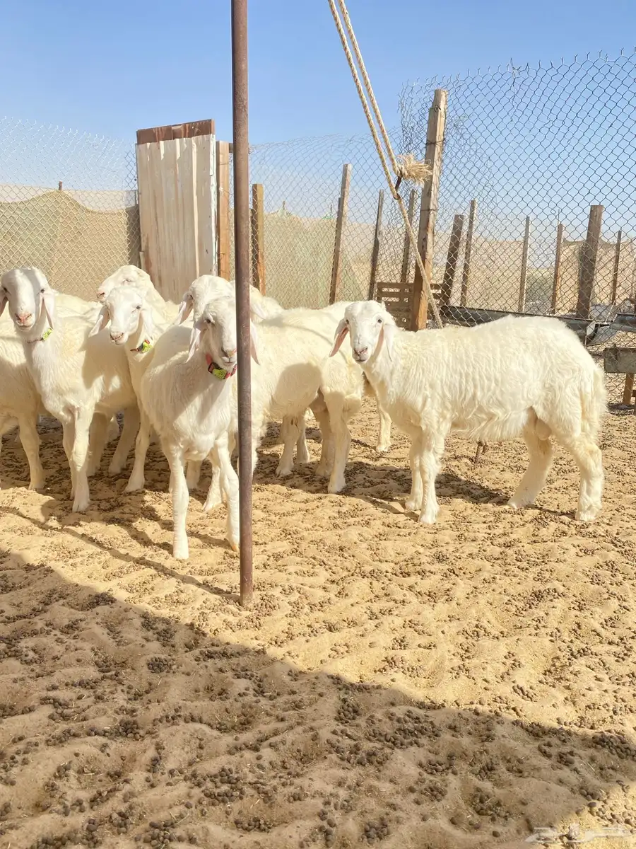 خرفان حريات 1