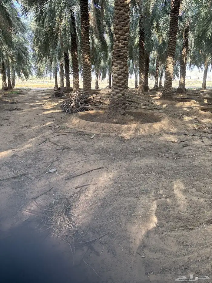 عسبان جريد نخل الدينا ب 100 4