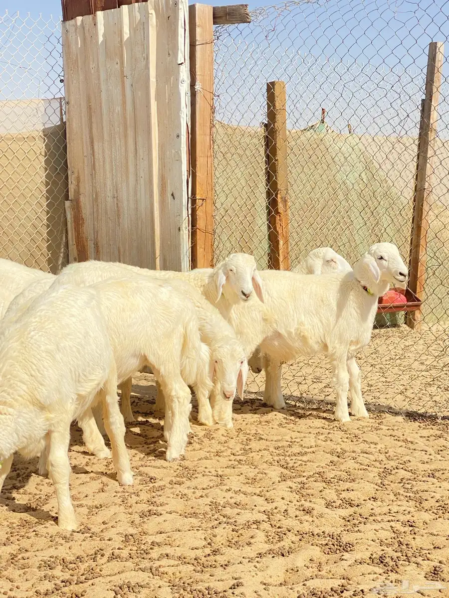 خرفان حريات 6