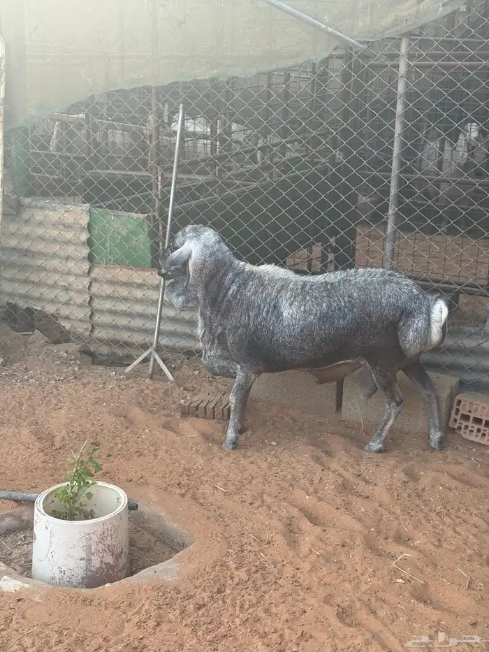 فحل بربري رصاصي 3