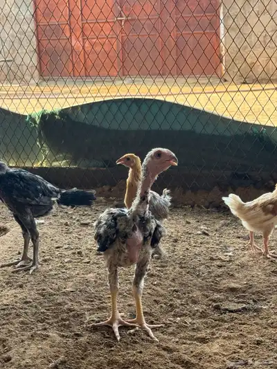 فروخ شامو للبيع 1