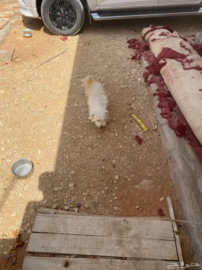 كلاب مغربيه وتونسيه اذا ما خاب ضني الاب مغربي والام تونسيه 1