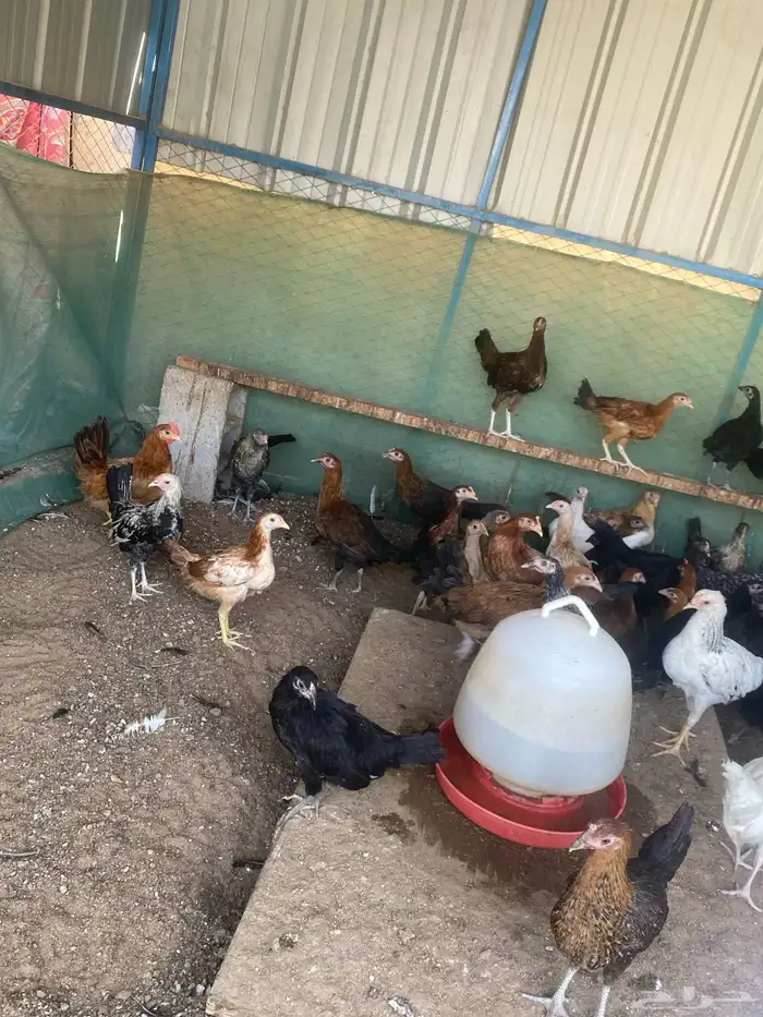 دجاج بلدي اعمار 3 شهور اسود سك وملون تم البيع 1