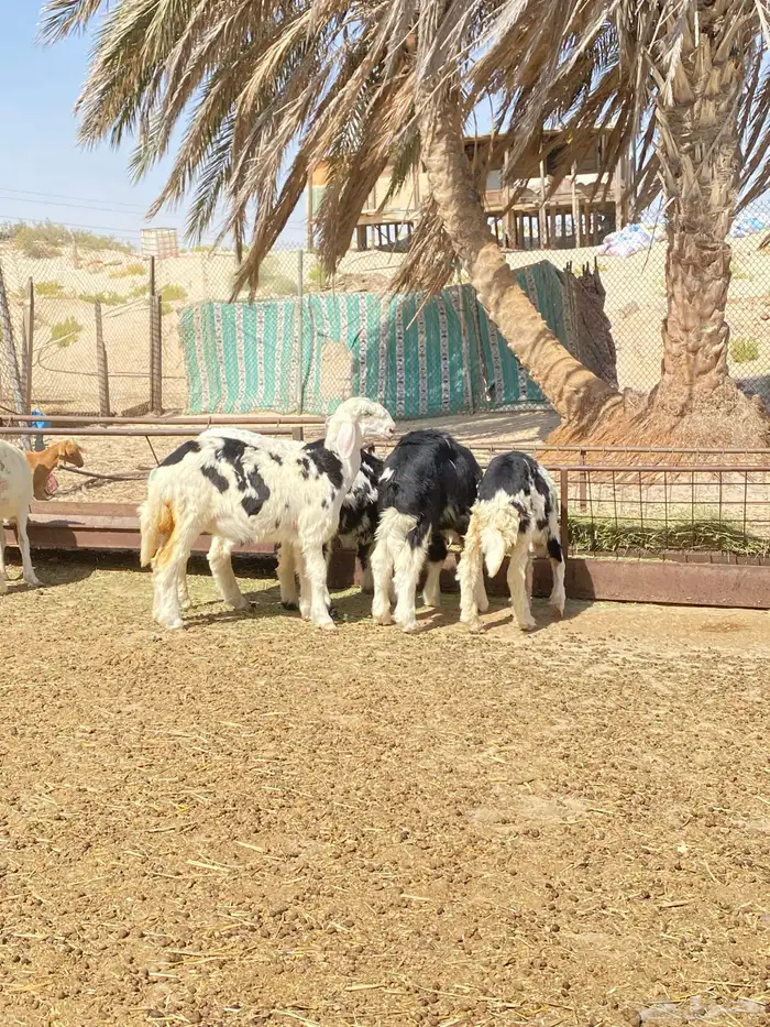 خرفان و رخال نجد و حريات ( تم البيع ) 6