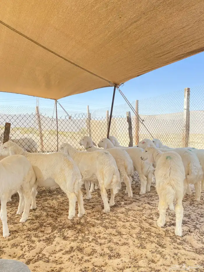 خرفان حريات 7