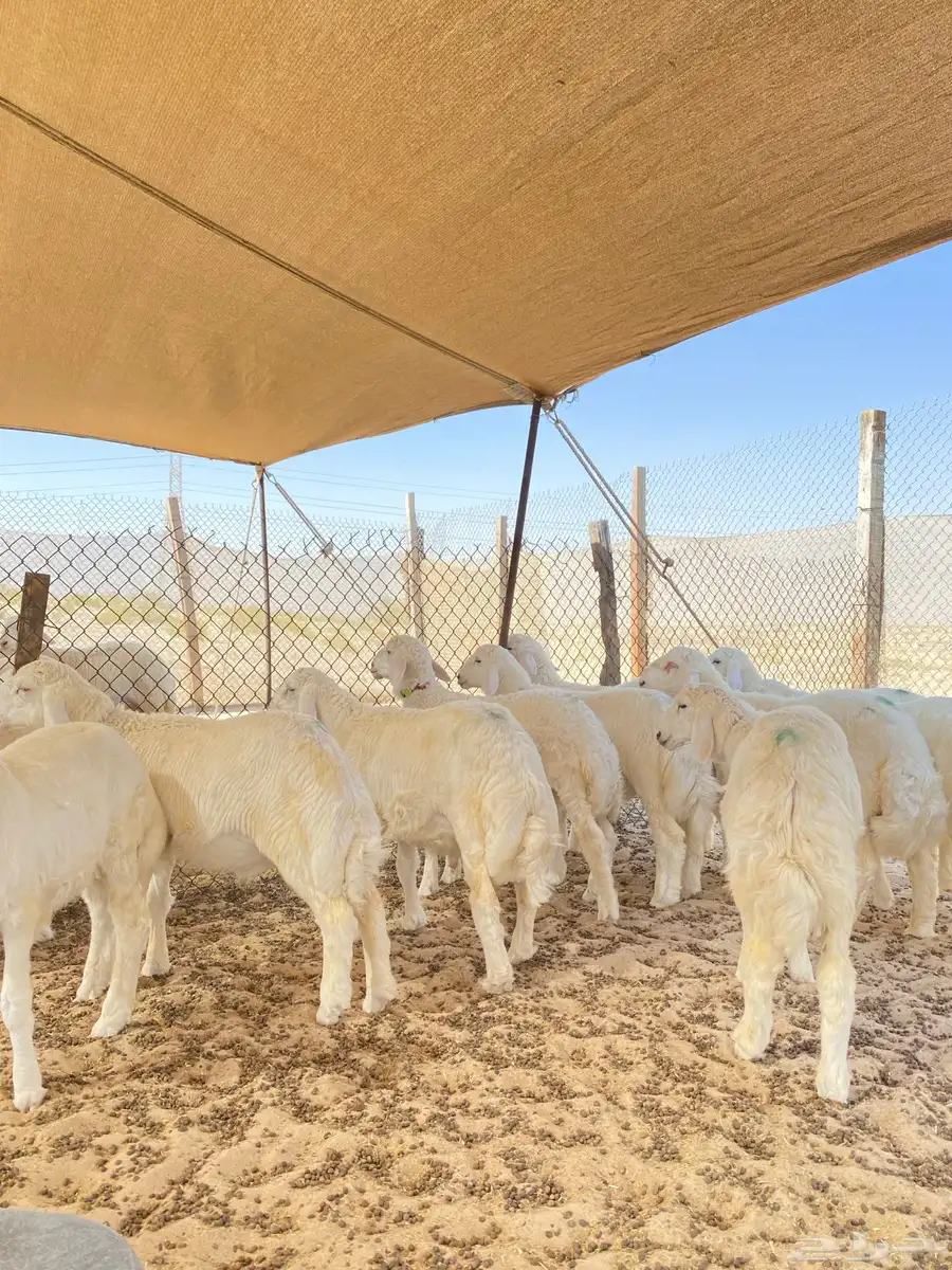 خرفان حريات 7