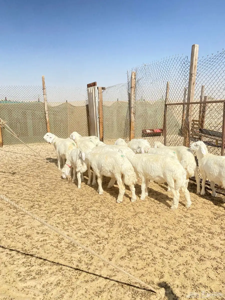 خرفان حريات 11