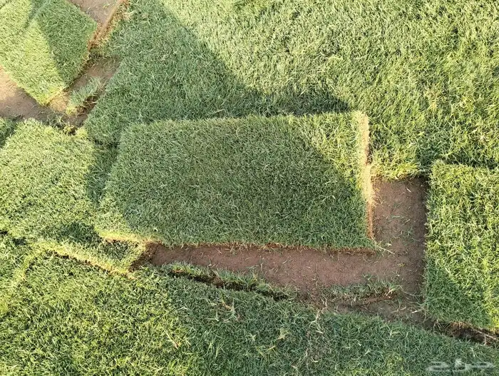نجيل طبيعي 0